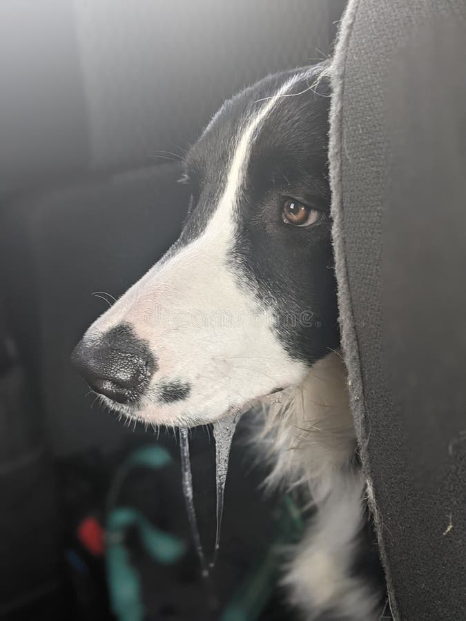 A border collie drools in the backseat of a moving car during the day. A border collie drools in the backseat of a moving car during the day