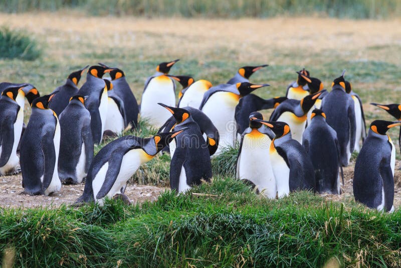 En koloni av konungen Penguins, Aptenodytespatagonicus som vilar i gräset på Parque Pinguino Rey, Tierra del Fuego Patagonia royaltyfri foto En koloni av konungen Penguins, Aptenodytespatagonicus som vilar i gräset på Parque Pinguino Rey, Tierra del Fuego Patagonia royaltyfri foto