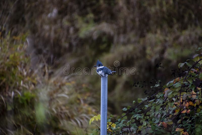 En kuten kungsfiskare som sätta sig på en grå metallpol royaltyfri fotografi En kuten kungsfiskare som sätta sig på en grå metallpol royaltyfri fotografi