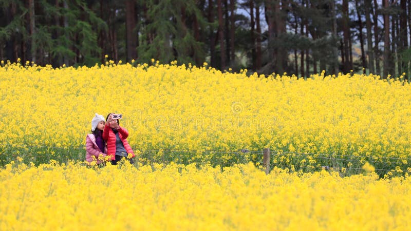 En kvinna och hennes dotter som beundrar canolafältlandskap fotografering för bildbyråer En kvinna och hennes dotter som beundrar canolafältlandskap fotografering för bildbyråer
