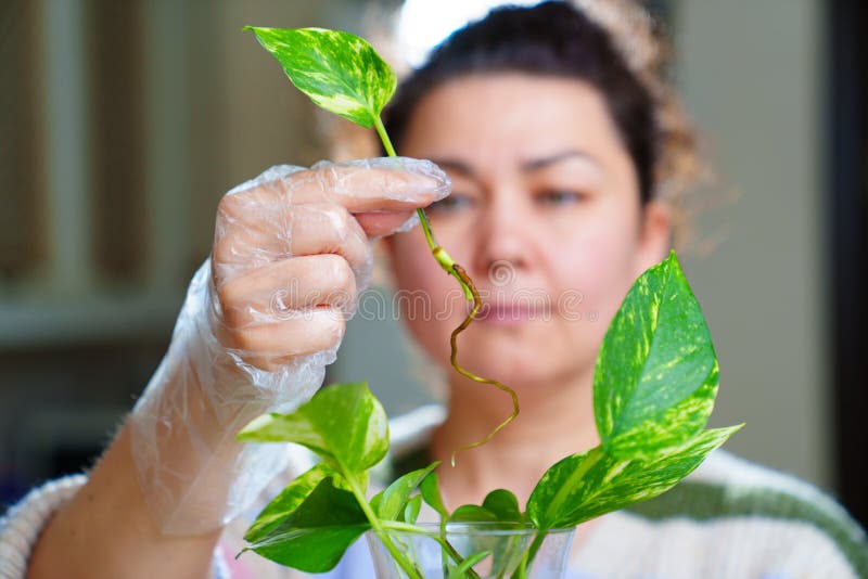 En kvinna som är inblandad i rotning och odling av inomhusväxter. scindapsus gyllene. groddar med rötter av Skindapsus gyllene. hemmabruk. Gödselmedel. guldpothos.