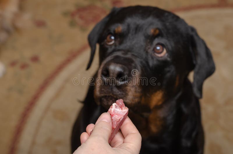 A woman`s hand holds a piece of raw meat in front of the black dog`s head. Small piece of meat for a female Rottweiler. The pet sits on the carpet on the floor of the living room. Selective focus. A woman`s hand holds a piece of raw meat in front of the black dog`s head. Small piece of meat for a female Rottweiler. The pet sits on the carpet on the floor of the living room. Selective focus