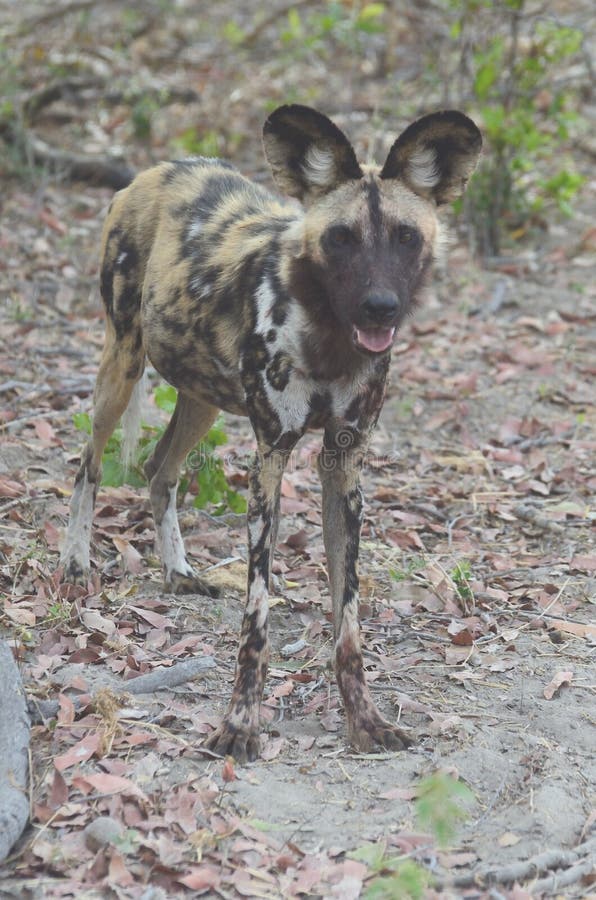 En lös hund Botswana fotografering för bildbyråer. Bild av jordning
