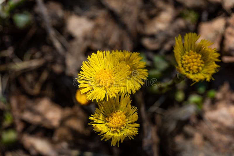 En la primavera, una nueva vida comienza en naturaleza, los brotes se abren y la floración de las flores fotos de archivo En la primavera, una nueva vida comienza en naturaleza, los brotes se abren y la floración de las flores fotos de archivo