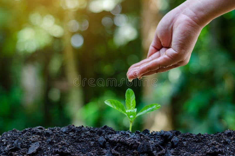 En las manos de los árboles que crecen almácigos Bokeh pone verde la mano femenina del fondo que sostiene el árbol en la protecci imágenes de archivo libres de regalías En las manos de los árboles que crecen almácigos Bokeh pone verde la mano femenina del fondo que sostiene el árbol en la protecci imágenes de archivo libres de regalías