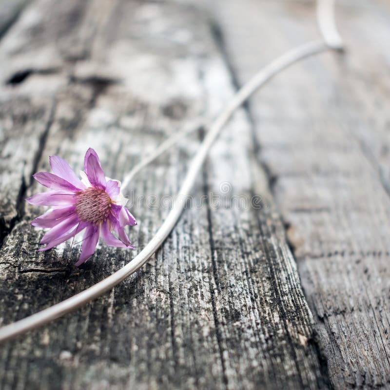 En lila blomma Xeranthemum på ett grått trätexturbakgrundsslut upp arkivbild En lila blomma Xeranthemum på ett grått trätexturbakgrundsslut upp arkivbild