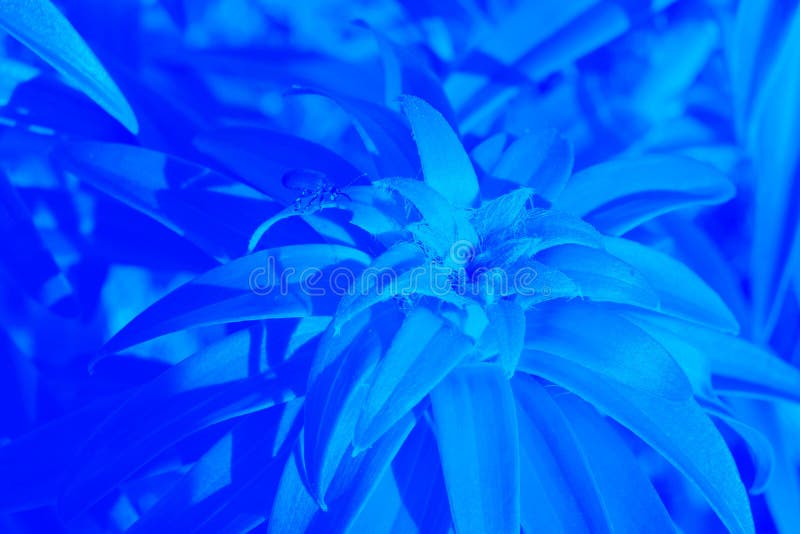 en Lily-blomma i klassisk blå närhet fotopon arkivfoto en Lily-blomma i klassisk blå närhet fotopon arkivfoto
