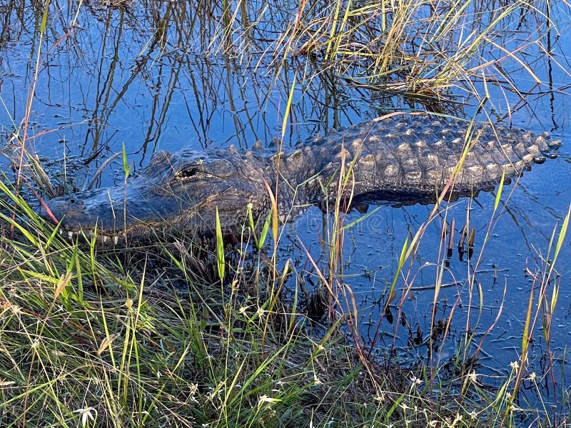 En liten alligator som flyter i vattnet med växter som växer på det arkivfoton
