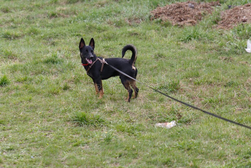 En liten byrackahund p? g?r med lyxfnasket p? gr?smattan St?llningar och blickar bort royaltyfria bilder En liten byrackahund p? g?r med lyxfnasket p? gr?smattan St?llningar och blickar bort royaltyfria bilder