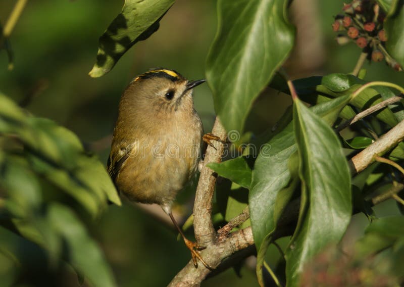 En liten Goldcrest, Regulus regulus, jakt på insekter att äta bland vinbladen royaltyfri fotografi