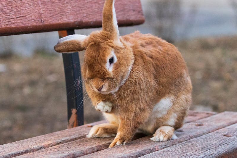 En liten, rödhårig, fluffig inhemsk kanin sitter på en träbänk på en stadsgata royaltyfri foto En liten, rödhårig, fluffig inhemsk kanin sitter på en träbänk på en stadsgata royaltyfri foto
