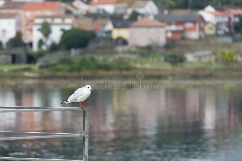 En liten seagull som sätta sig på en rostfritt stålräcke arkivbilder En liten seagull som sätta sig på en rostfritt stålräcke arkivbilder