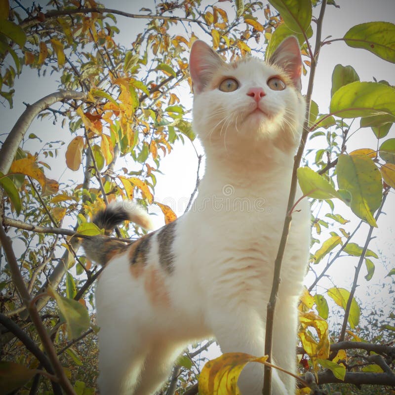 En liten, söt vit katt royaltyfria foton En liten, söt vit katt royaltyfria foton