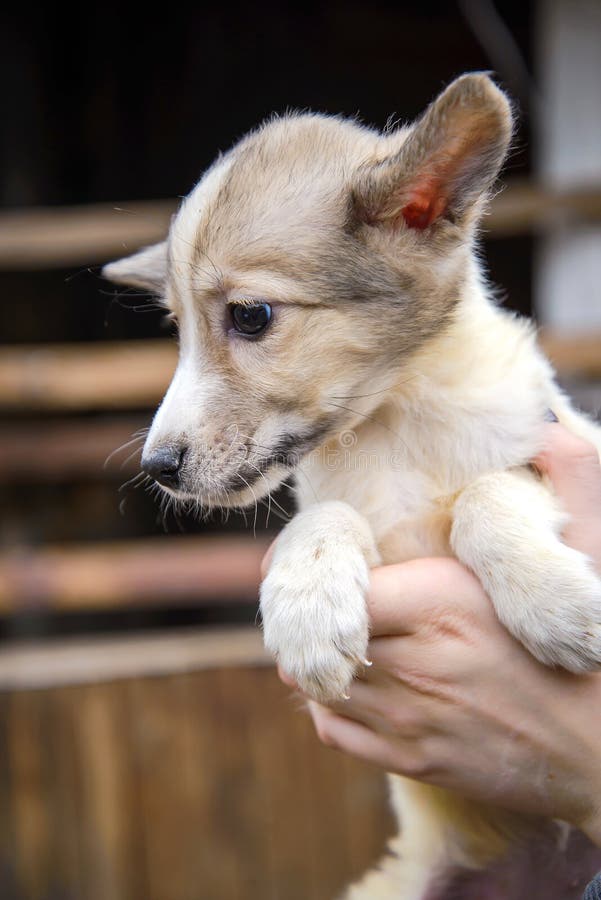 En liten valp av en byrackahund arkivbilder En liten valp av en byrackahund arkivbilder
