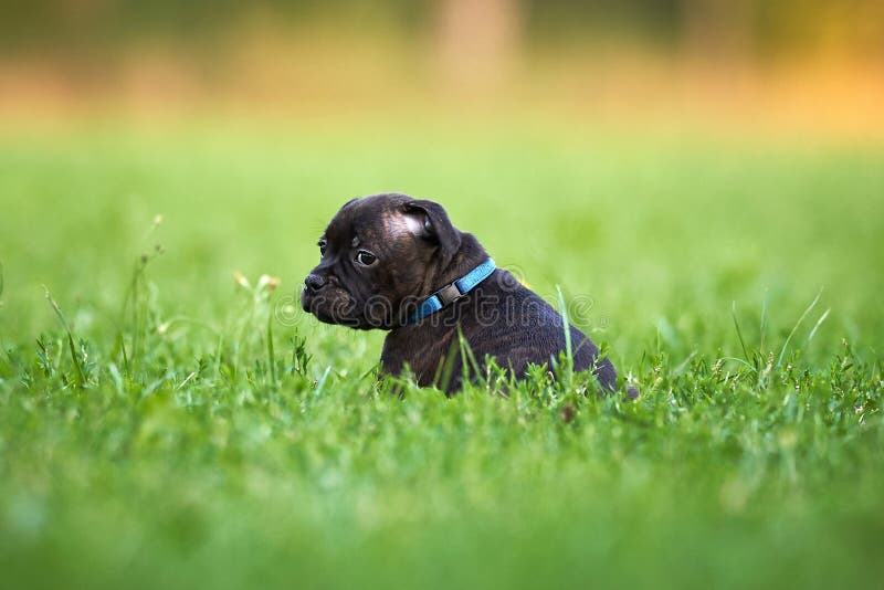 En liten valp sitter i ett lush green field arkivfoton