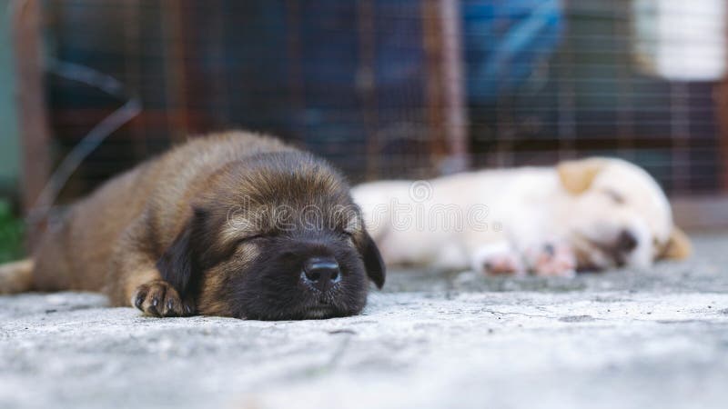 En liten valp sover lugnt på golvet royaltyfri fotografi