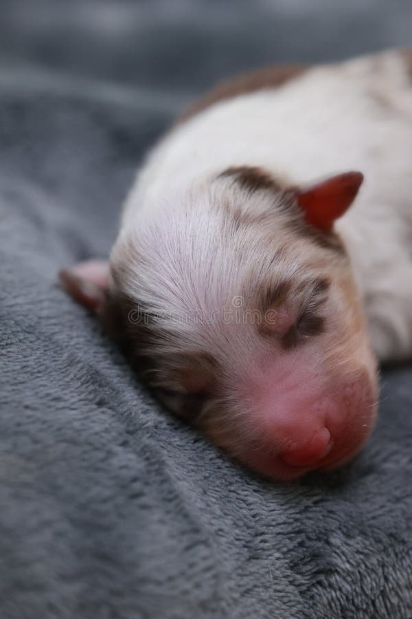 En liten valp sover på en filt arkivfoto