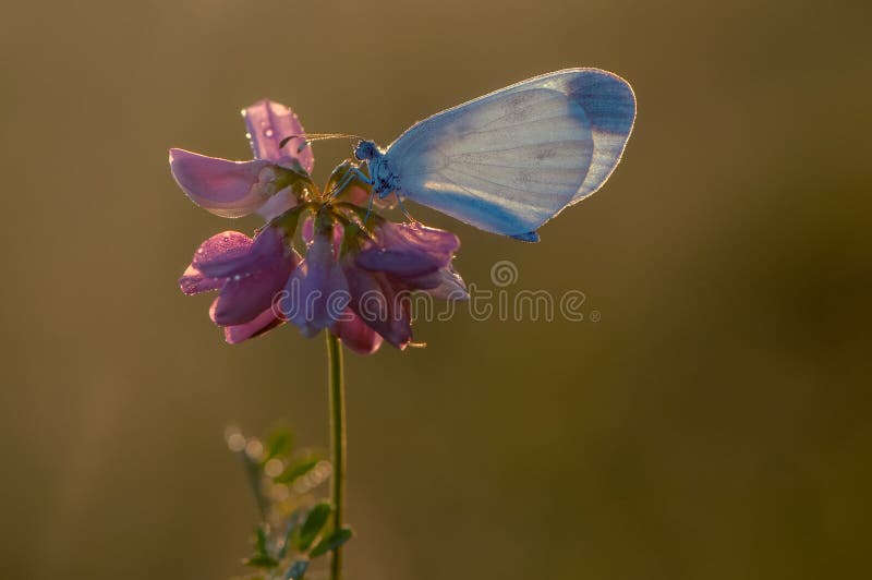 en liten vit fjäril royaltyfria bilder en liten vit fjäril royaltyfria bilder