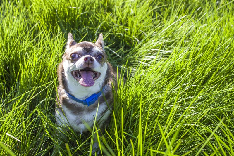 En liten vit- och bruntchihuahuahund i gräs Den lilla hunden i sommar parkerar Utomhus- gå av liten vovve Vovvefrisyr arkivbild En liten vit- och bruntchihuahuahund i gräs Den lilla hunden i sommar parkerar Utomhus- gå av liten vovve Vovvefrisyr arkivbild