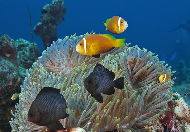 En los Maldivas, las criaturas subacuáticas, los pescados coloridos bailan con armonía