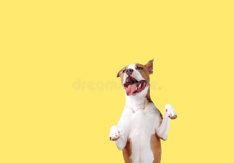En lycklig stor hund på en ljus gul bakgrund arkivfoto