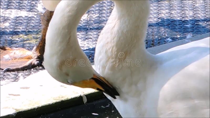 En längd i fot räknat av den buccinator svanen för vit Cygnus som gör sig ren med den långa halsen stock video