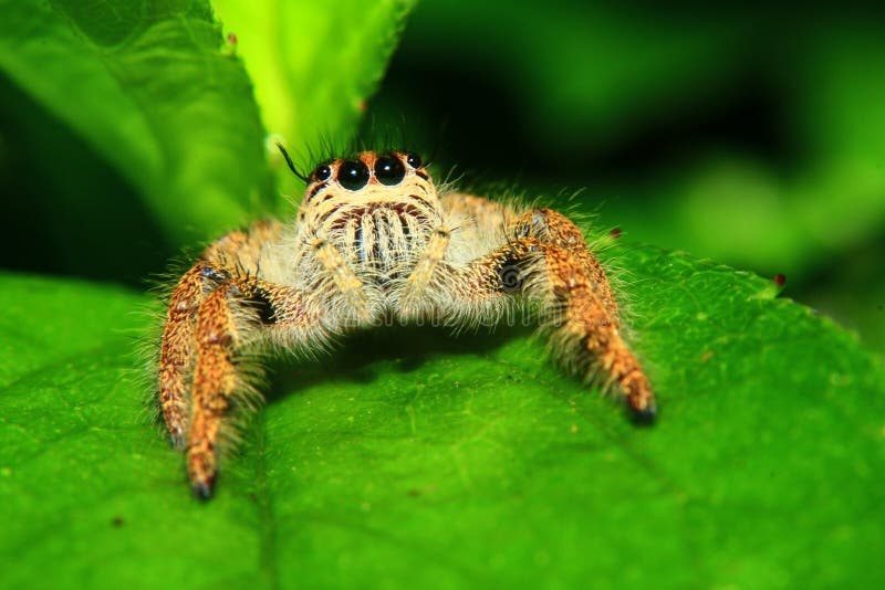 A macro image of Jumping spider Salticidae, Hyllus diardi female with good sharpen and detailed, hair, eye, and face very clear. It is standing on the green leaf. A macro image of Jumping spider Salticidae, Hyllus diardi female with good sharpen and detailed, hair, eye, and face very clear. It is standing on the green leaf