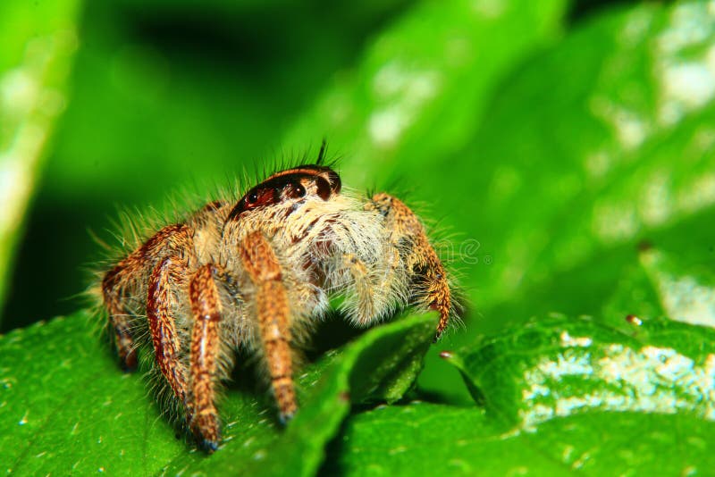 A macro image of Jumping spider Salticidae, Hyllus diardi female with good sharpen and detailed, hair, eye, and face very clear. It is standing on the green leaf. A macro image of Jumping spider Salticidae, Hyllus diardi female with good sharpen and detailed, hair, eye, and face very clear. It is standing on the green leaf