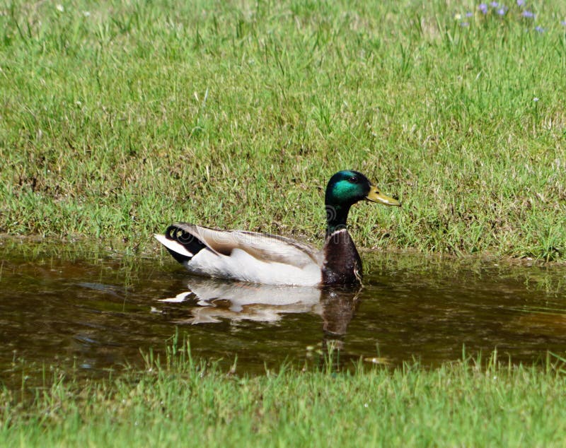 En malardänd i en liten vattenreservoar. royaltyfria foton