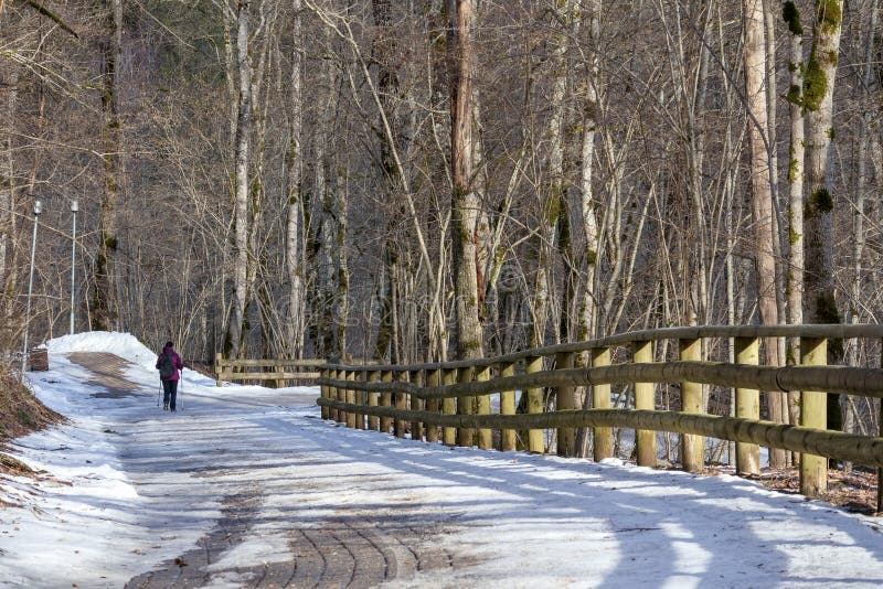 En man i mörka kläder som går längs en snöbana i skogen längs en trästaket royaltyfri foto