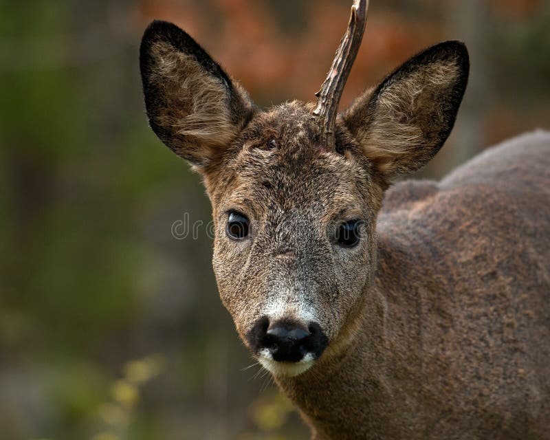 En man Roe Deer som har förlorat ett horn och att se kameran royaltyfri bild En man Roe Deer som har förlorat ett horn och att se kameran royaltyfri bild