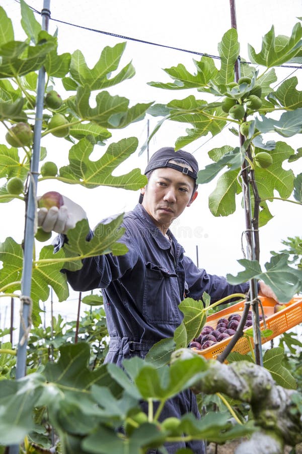 En man som skördar FIG i fruktodlingen. Unga japanska jordbrukare som skördar mogna fikon