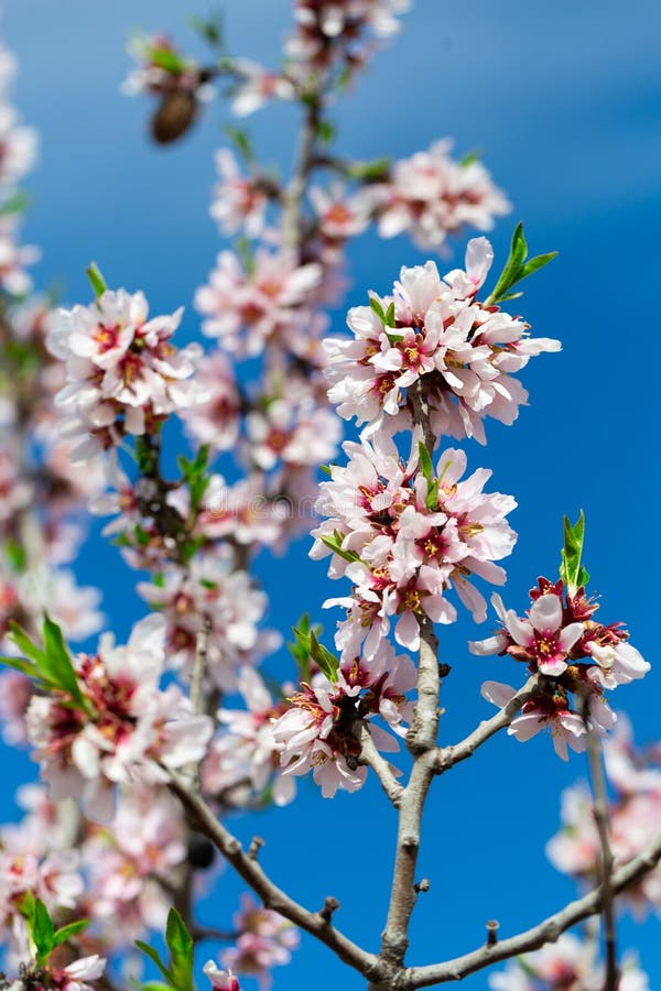En mandelträds blomningsgren royaltyfri fotografi