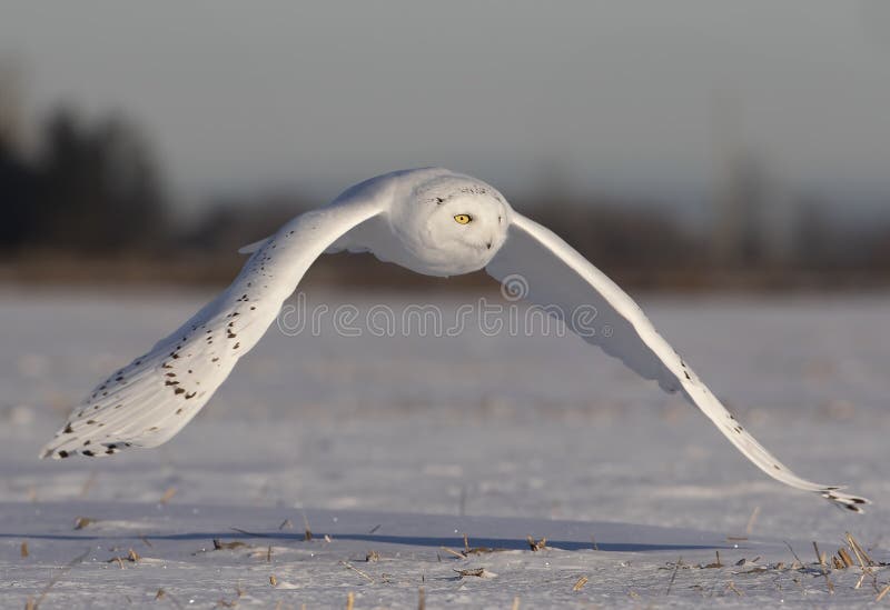 En manlig snöig ugglaBuboscandiacus flyger låg jakt över en öppen solig snöig cornfield i Ottawa, Kanada arkivbild En manlig snöig ugglaBuboscandiacus flyger låg jakt över en öppen solig snöig cornfield i Ottawa, Kanada arkivbild