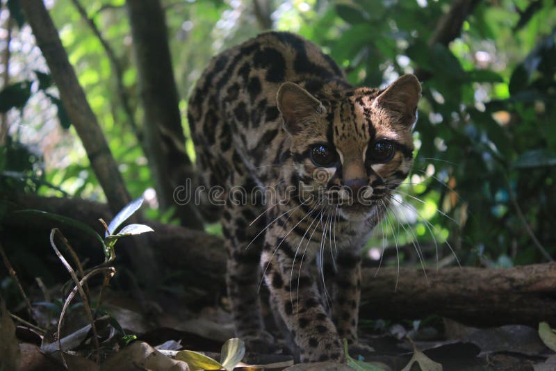 En margay leopardus wiedii som går mot kameran. Margay leopardus wiedii förföljer mot kameran