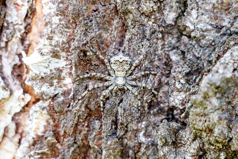 En maskerad spindel i närbildskinn som en spion på skället av ett träd arkivfoto En maskerad spindel i närbildskinn som en spion på skället av ett träd arkivfoto