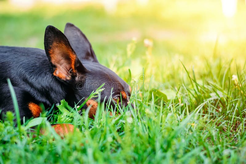 En miniatyrpinscher döljer i det gröna gräset fotografering för bildbyråer En miniatyrpinscher döljer i det gröna gräset fotografering för bildbyråer