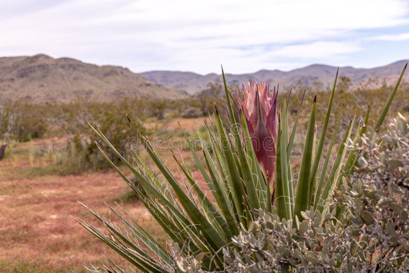 En mojave Yucca-blomma klar att blomma En stor lila blomma royaltyfria bilder