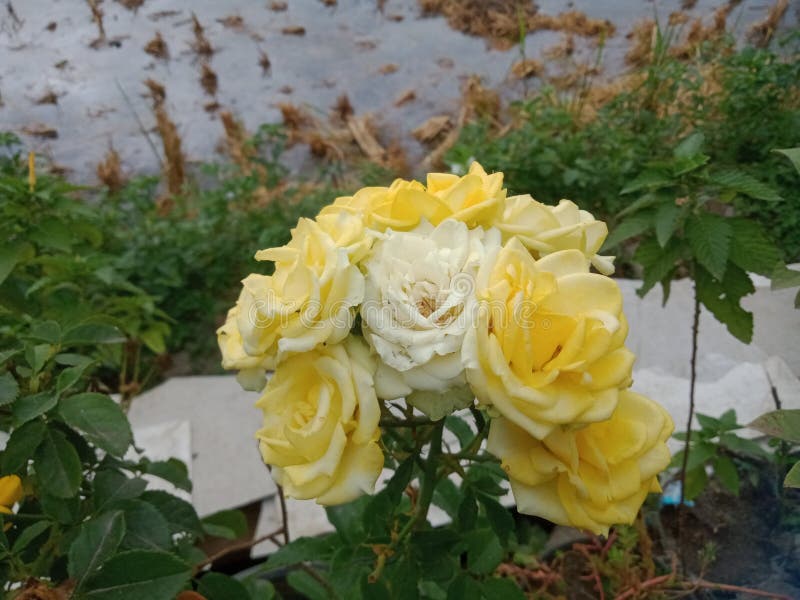 En mycket vacker vit och gul bengalros. royaltyfria bilder