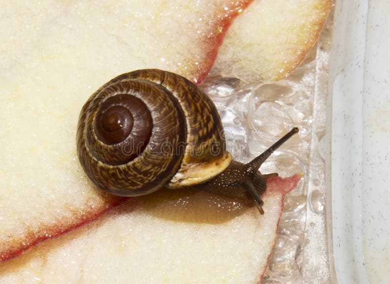 A forest snail.A pet snail in an aquarium.Snail garden background.An aquarium snail.The garden snail is a terrestrial gastropod mollusk. A forest snail.A pet snail in an aquarium.Snail garden background.An aquarium snail.The garden snail is a terrestrial gastropod mollusk