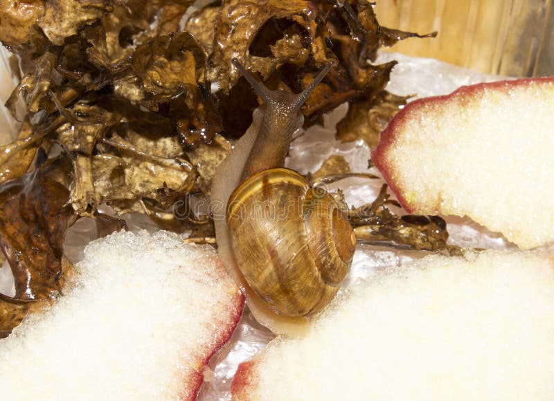 A forest snail.A pet snail in an aquarium.Snail garden background.An aquarium snail.The garden snail is a terrestrial gastropod mollusk. A forest snail.A pet snail in an aquarium.Snail garden background.An aquarium snail.The garden snail is a terrestrial gastropod mollusk