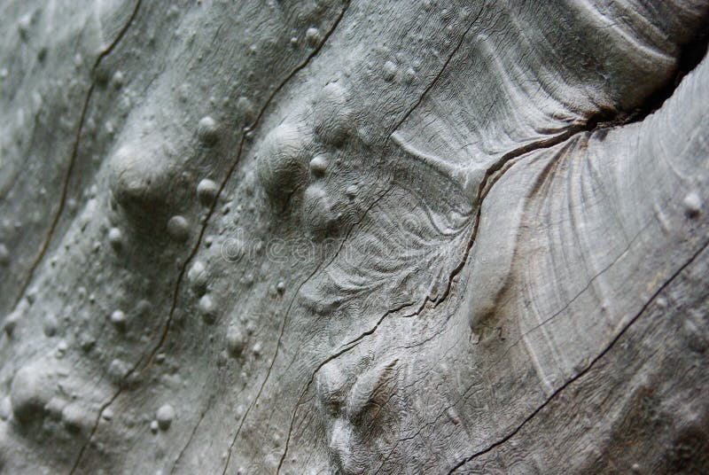 A natural texture of a dry tree bark, natural ornaments. A natural texture of a dry tree bark, natural ornaments