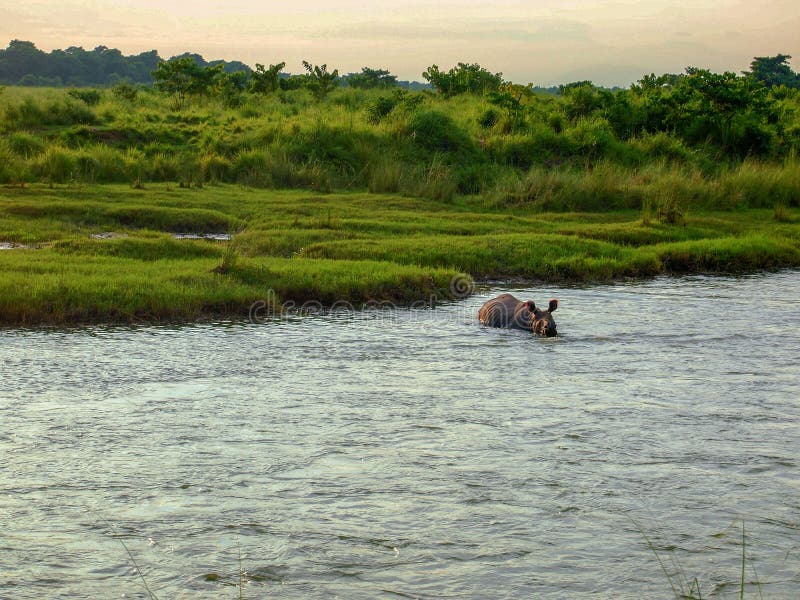 En noshörningbadning i Chitwan, Nepal arkivbild En noshörningbadning i Chitwan, Nepal arkivbild