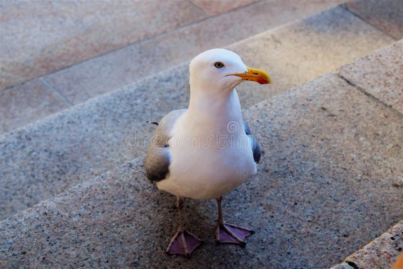 En närbildsikt av en seagull arkivbild En närbildsikt av en seagull arkivbild