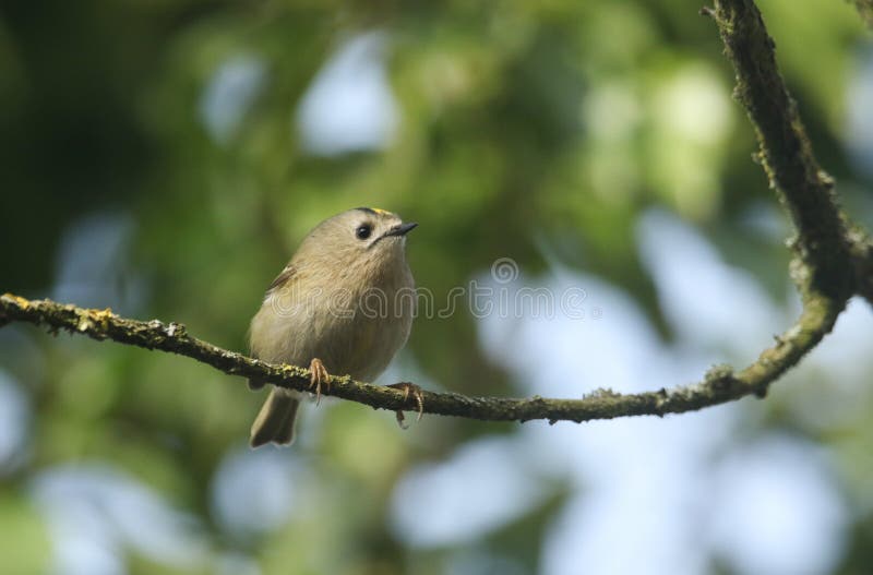 En nätt Goldcrest Regulusregulus som sätta sig på en filial i ett träd Det jagar för att kryp ska äta royaltyfria bilder