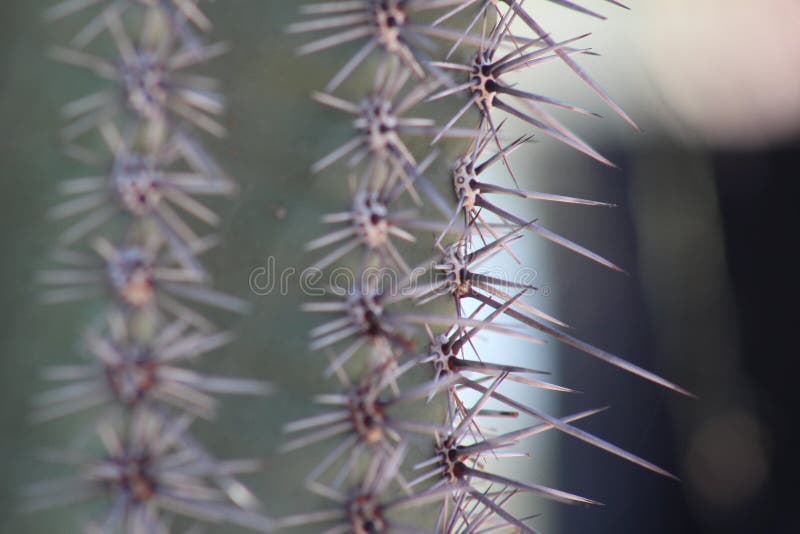 En olik vinkel av en Arizona kaktus! fotografering för bildbyråer En olik vinkel av en Arizona kaktus! fotografering för bildbyråer