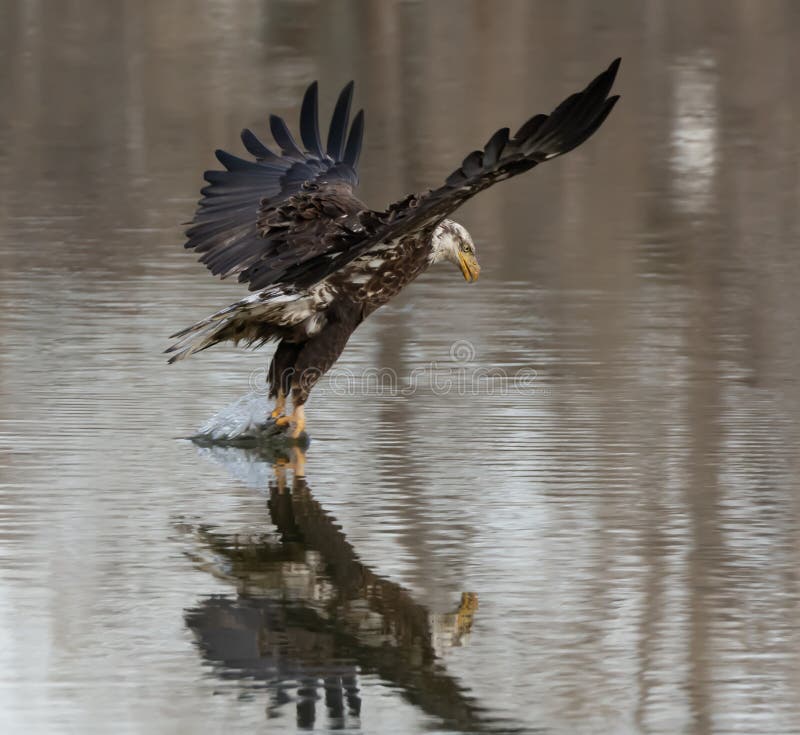 En omogen amerikansk Bald Eagle som fångar en fisk arkivfoton En omogen amerikansk Bald Eagle som fångar en fisk arkivfoton