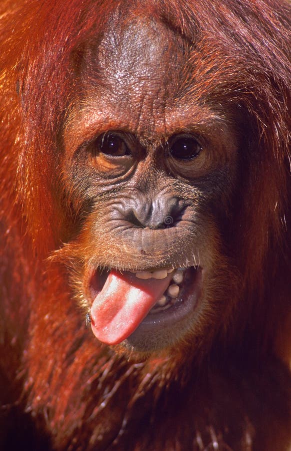 En orangutang med en FLUGA på hans tunga!