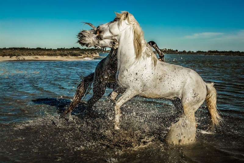 En paarden die grootbrengen bijten stock fotografie En paarden die grootbrengen bijten stock fotografie