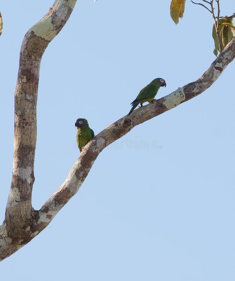 A couple of Dusky-headed Parakeets (Aratinga weddellii) enjoy themselves climbing on a tree at the peruvian Amazon. A couple of Dusky-headed Parakeets (Aratinga weddellii) enjoy themselves climbing on a tree at the peruvian Amazon.